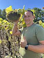 Кондитерка на посів. Соняшник ГЕРАКЛ 36ц/га, 114днів, вовчок A-F. (1 репр-ція), фото 6