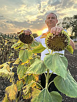 Кондитерський соняшник Геракл, 36ц/га, вовчок рас A-F, (112-116днів). 1 репродукція, фото 10