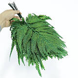 Стабілізовані рослини