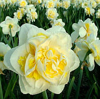 Нарцис 2шт Lingerie (Лінгеріе)