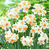 Нарцис 2шт Kapiti Peach (Капіті Пеах)