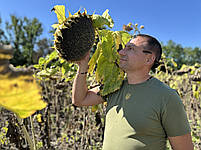 Кондитерка на посів. Соняшник ГЕРАКЛ 36ц/га, 114днів, вовчок A-F. (1 репр-ція), фото 7