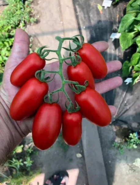 Насіння томату Візард F1 Spark Seeds 250