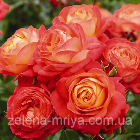 Троянда англійська Брати Грімм, фото 1