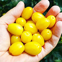 Саджанці кизилу "Альоша" (щеплений)