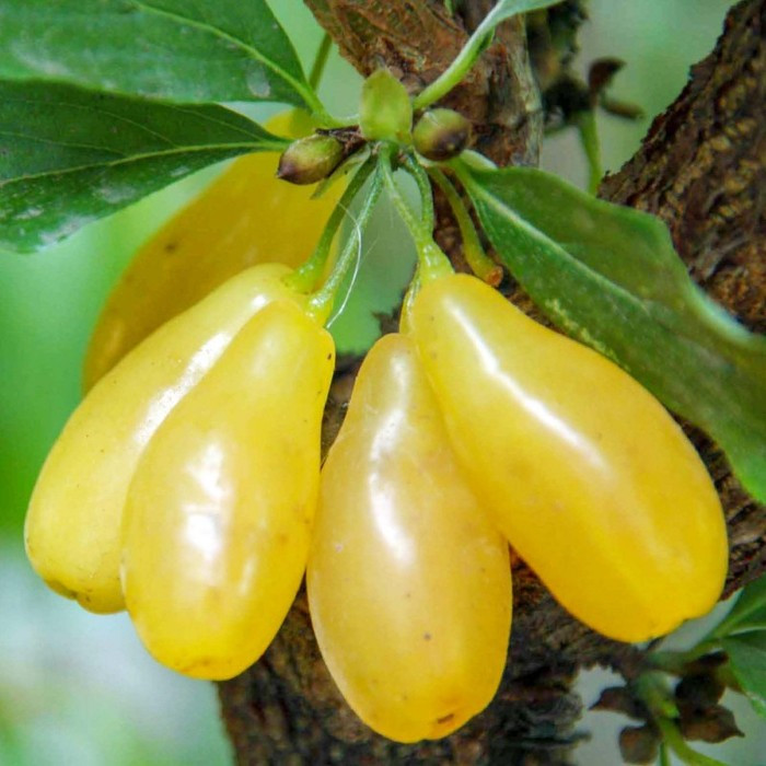 Саджанці кизилу "Янтарний" (щеплений)