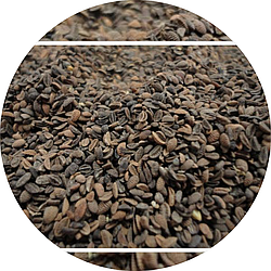 Насіння сидерат Фацелія 10г (вагова)