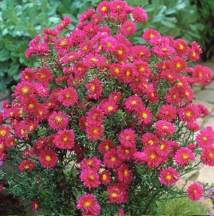 Айстра багаторічна новобельгийская Royal Ruby (Роял Рубі), фото 3