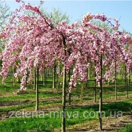 Сакура Кіку-Шідаре, плакуча форма на штамбі Н120 ОКС, фото 1