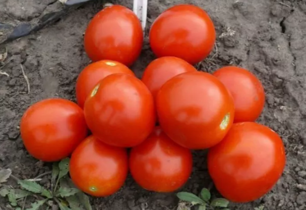 Насіння томату 1855 F1 Spark Seeds 5000