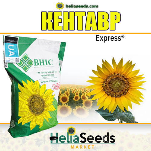 Соняшник гібрид КЕНТАВР (під Гранстар) соняшник посівний, фото 1