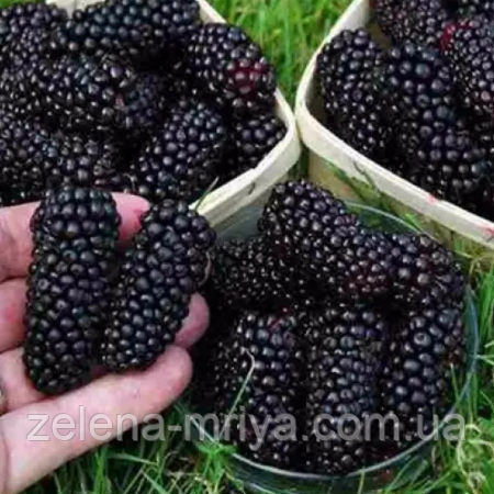 Шовковиця великоплідна "Шеллі", фото 1