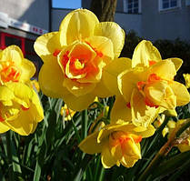 Нарцис 2шт Tahiti (Тахіті)