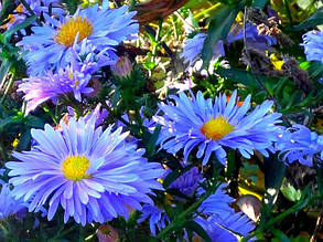 Айстра багаторічна Lady in Blue (сентябринка)