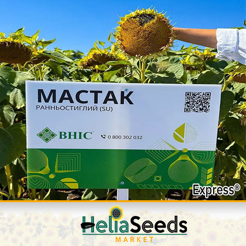 Насіння соняшника гібрид МАСТАК / насіння соняшнику, фото 1