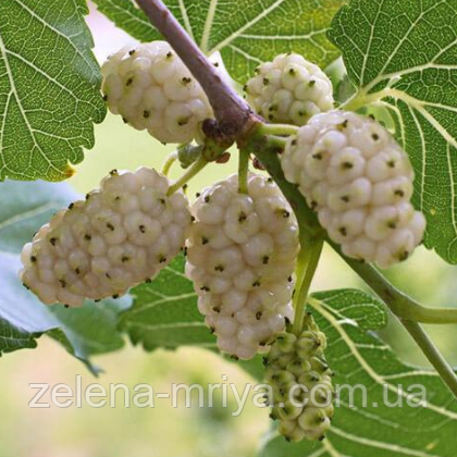 Шовковиця Біле перо 2-х річна, фото 1