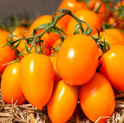 Насіння томата Бенігара F1 Kitano Seeds 250, фото 1