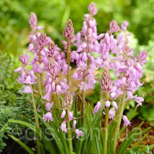 Гіацинтоїдес Рожевий (проліска іспанська) 5 цибулин