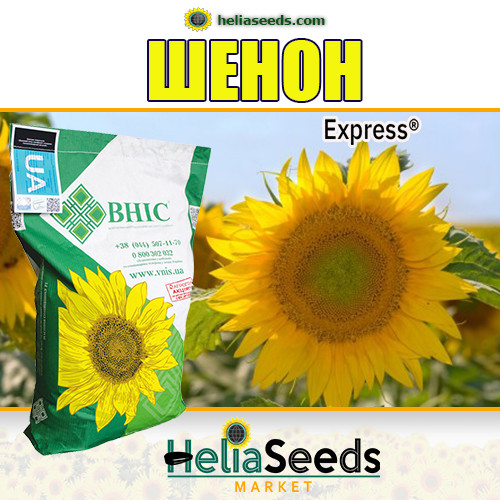 Насіння соняшнику гібрид ШЕНОН під Гранстар / насіння соняшнику, фото 1
