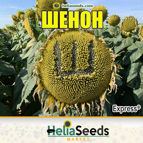 Соняшник ШЕНОН стійкий до Гранстар / посівний соняшник насіння ЕКСТРА, фото 1