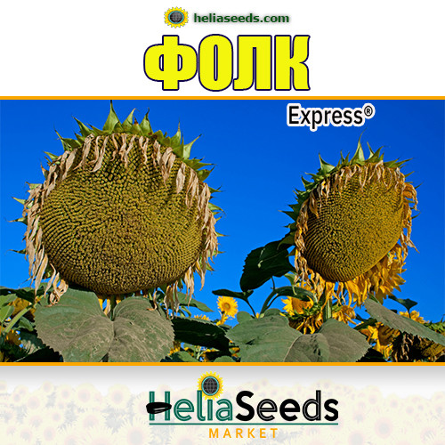 Соняшник гібрид ФОЛК (під Гранстар) / соняшник посівний насіння, фото 1