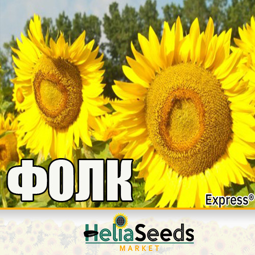 Гібрид соняшнику ФОЛК під Гранстар / ВНІС насіння соняшнику, фото 1