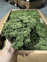 Стабілізований мох скандинавський мох ягель Medium 1 кг