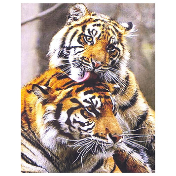 Алмазна мозаїка на підрамнику картина стразами 30х40 см DIY Тигрова любов SGLD 60464 - S
