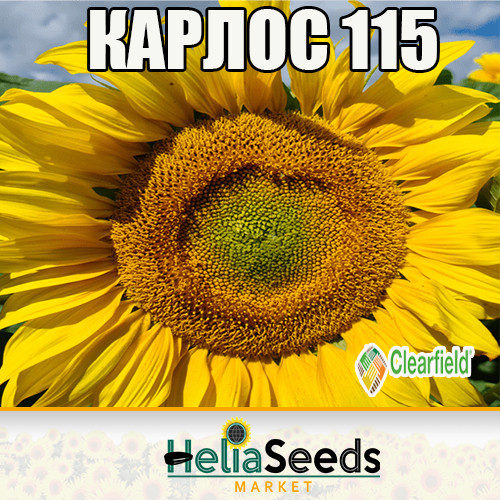 Насіння соняшнику гібрид КАРЛОС 115 (під Евро-Лайтнінг) насіння соняшнику, фото 1
