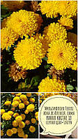 Хризантема мультифлора куляста "Геллі" рання