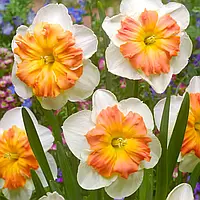 Нарцис 2шт Zinzi (Зінзі)