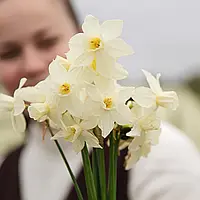 Нарцис 2шт Sailboat (Саілбоат)