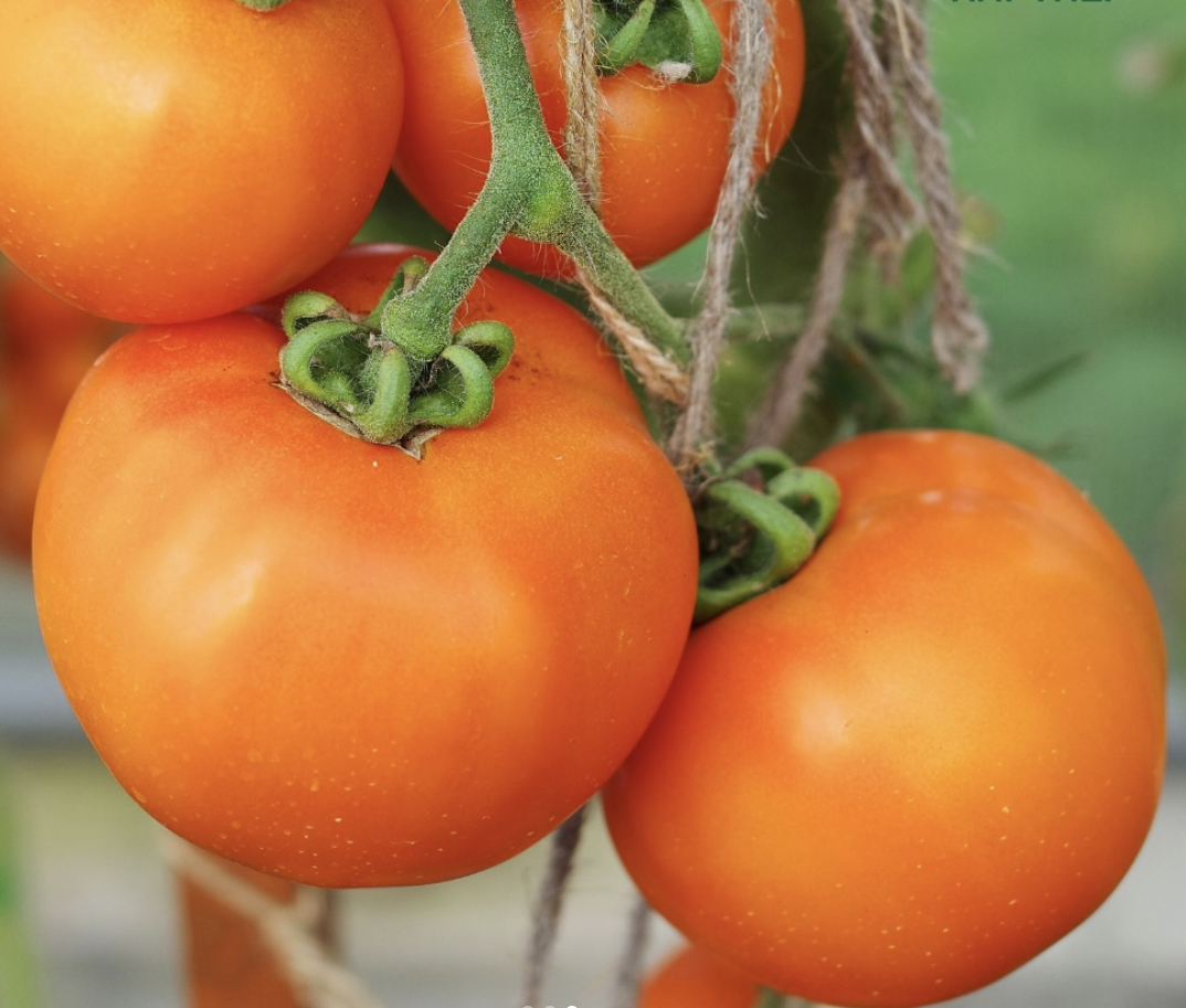 Насіння томату Луна-парк F1 10 шт, фото 1