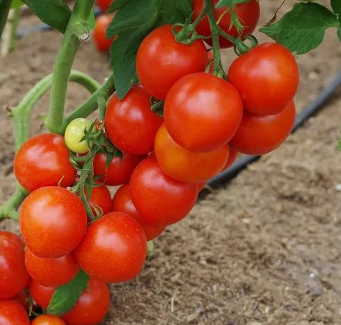 Насіння томату Куртізанка F1 10 шт, фото 1
