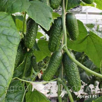 Насіння Огірок самозапильний Артист F1, 10 насінин Bejo Zaden, фото 2