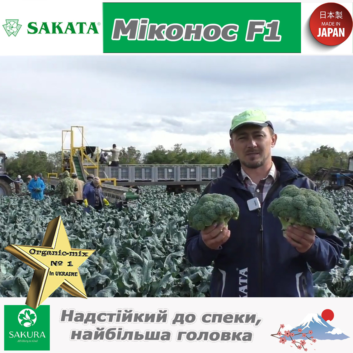 Броколі жаростійка Миконос F1, ТМ Sakata (Японія), 1000 насінин, фото 1
