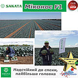 Броколі жаростійка Миконос F1, ТМ Sakata (Японія), 1000 насінин, фото 2