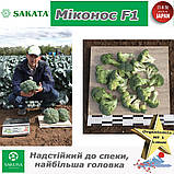 Броколі жаростійка Миконос F1, ТМ Sakata (Японія), 1000 насінин, фото 3