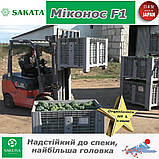 Броколі жаростійка Миконос F1, ТМ Sakata (Японія), 1000 насінин, фото 5
