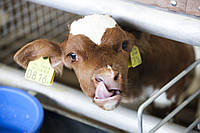 Випоювання телят. Що використати?