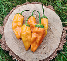 Насіння гострого перцю "7 pot bubblgum" (15 насінин)