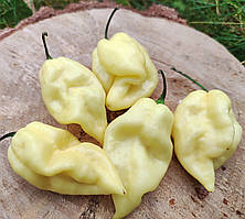 Насіння гострого перцю "Trinidad scorpion ivory" (15 насінин)