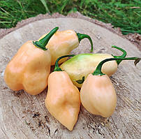 Насіння гострого перцю "7 Pot White" (15 насінин)