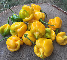 Насіння гострого перцю "Каролінський жнець (жовтий)" (15 насінин)