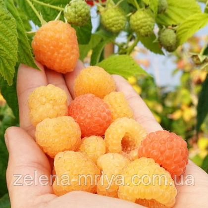 Малина "Медова", фото 1