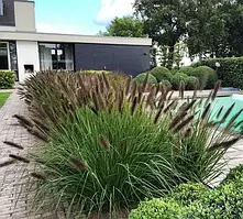 Саджанці пеннісетуму лисохвостого "'Moudry"