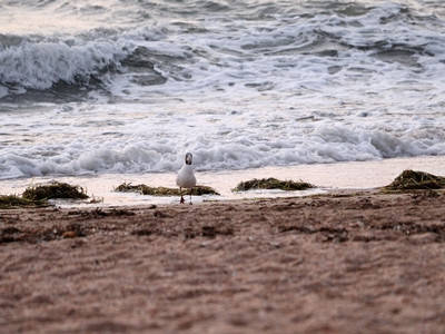 Катастрофічний вплив війни на екосистеми Чорного та Азовського морів