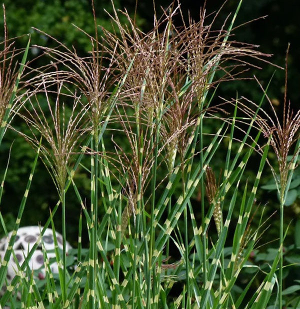 Саджанці міскантусу "Зібрінус", фото 1