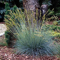 Саджанці вівсянниці сиза