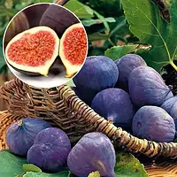 Саджанці інжиру самоплідного "Чорний Кримський" (0,8-1 м)